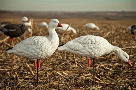 Prairiewind Decoys. **FREE SHIPPING** AXP Full Body Snow Goose Decoys