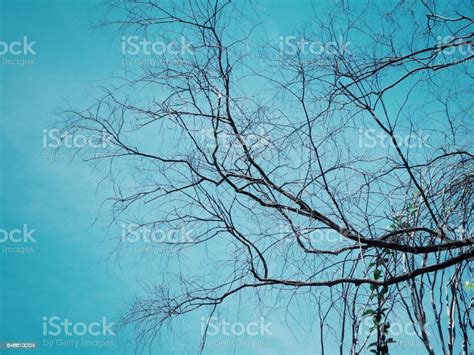 branches  tree stock photo  image  atmosphere autumn