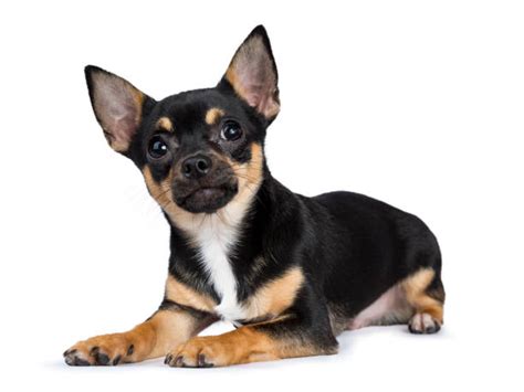 Chiwawa - Bilder und Stockfotos - iStock