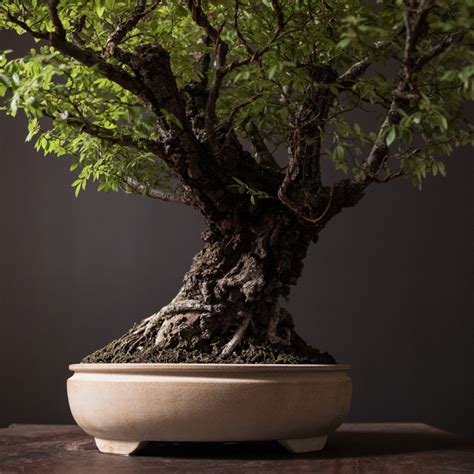 Chinese Elm Bonsai Guide Bonsai Mirai