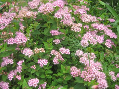 Спирея японская Little Princess (Spiraea japonica)