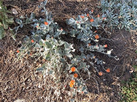 Munro S Globemallow Sphaeralcea Munroana Img Marc Coles