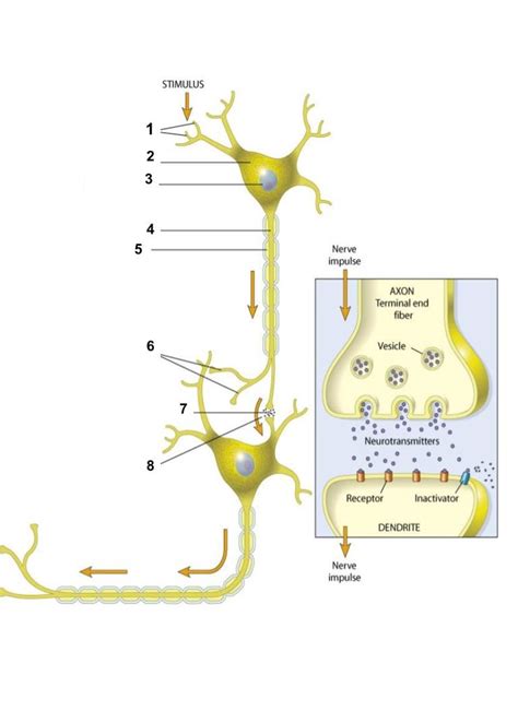 Neurons Diagram Diagram Quizlet