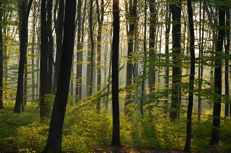 DSC 7774 Der Frühlingswald im Sonnenaufgang The spring f Flickr