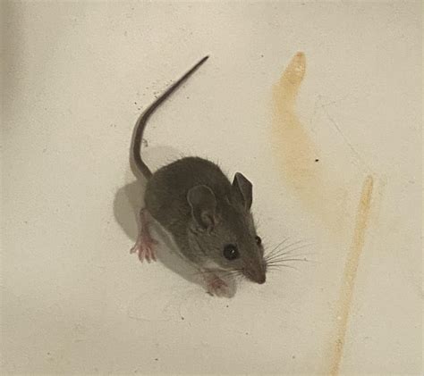456 Best Mouse House Images On Pholder Aww Pet Mice And Pics