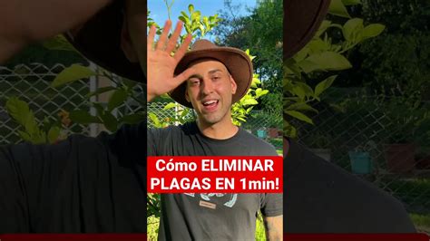 8 plagas comunes de plantas de interior y cómo eliminarlas