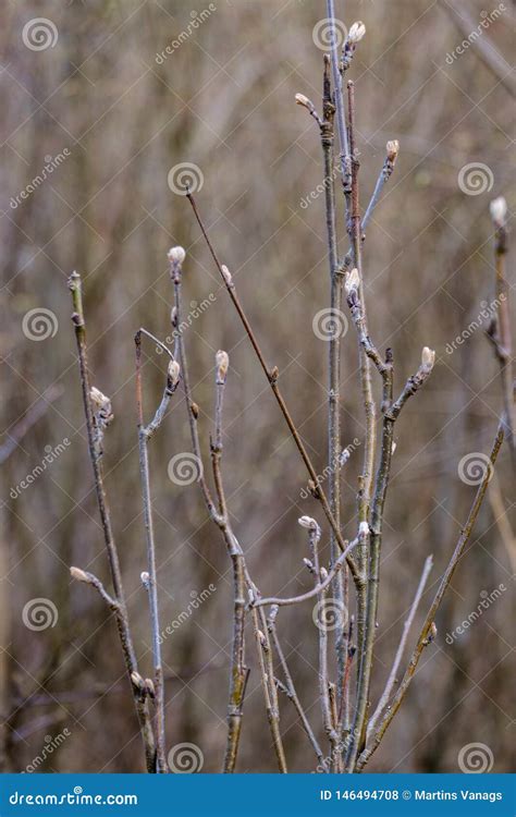 Naked Tree Branches In Early Spring With No Leaves On Grey Day Stock Photo Image Of Sunny