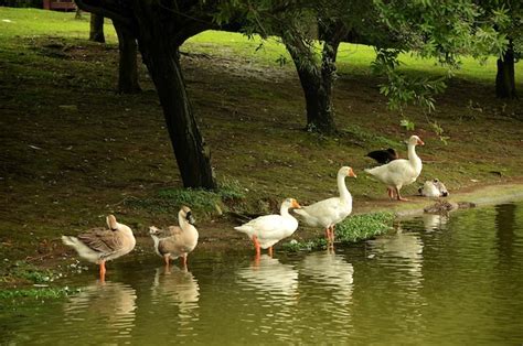 Premium Photo Goose In The Pond