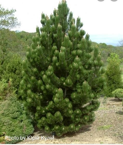 Pinus Heldreichii Satellit Satellite Bosnian Pine Fyr