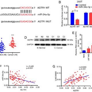 Agtr Is A Direct Target Of Mir A P A The Possible Binding Sites