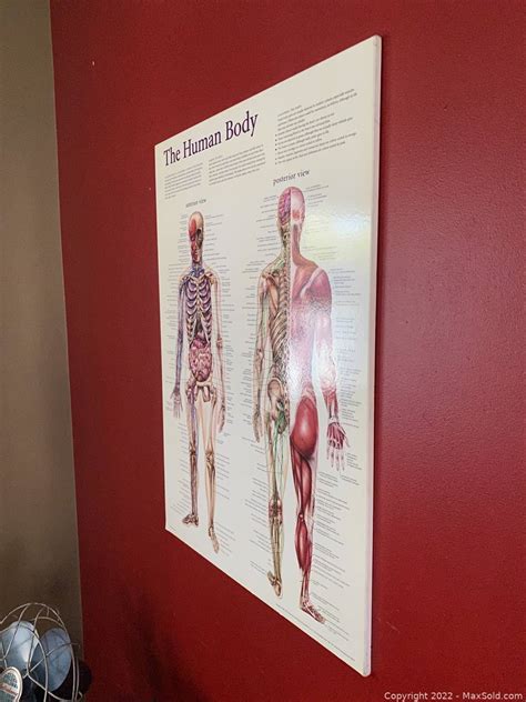 The Human Body Anatomical Poster | #4583896172