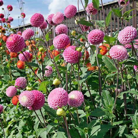 Dahlia Maaike Pro 3 Stück Blumenzwiebeln Kaufen