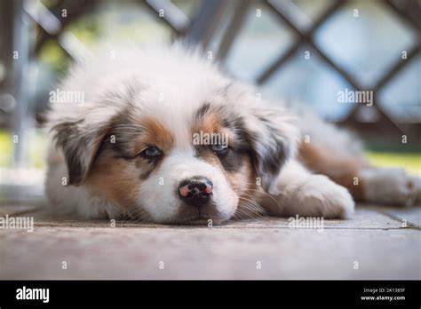 Australian Shepherd Puppy Lies Tiredly On The Floor And Falls Asleep