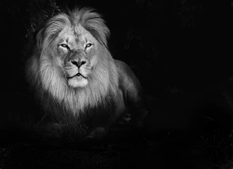 Lion Wallpaper Desktop (68+ images)