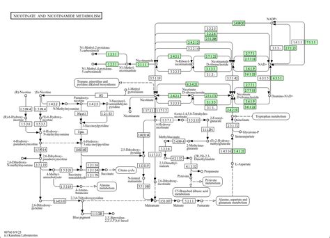 Kegg Pathway Nicotinate And Nicotinamide Metabolism Homo Sapiens Human