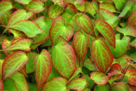 Horny Goat Weed Uses And Benefits For Libido Update Jun