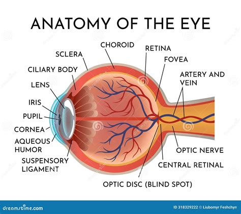 Anatomy Of Eye Human Organ Structure Infographics Side View Muscles