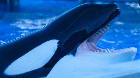 New Zealand scientists alarmed at captive orcas' teeth | South China