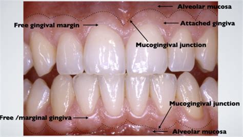 Normal Anatomy Of The Periodontium Flashcards Quizlet