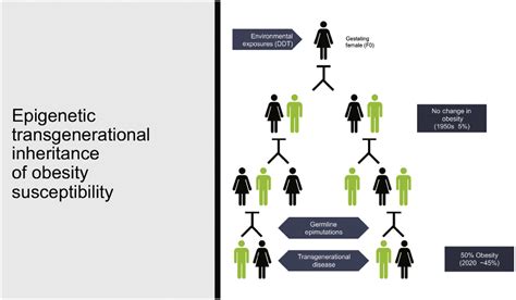 Figure From Epigenetic Transgenerational Inheritance Of Obesity