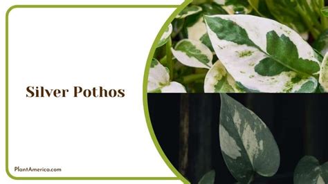 Silver Pothos How To Care For This Delicate Evergreen Vine Plant America