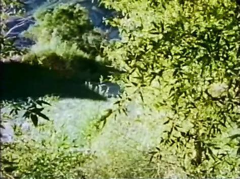 Virgin Forrest Free Blowjob Love Porn Video B2 XHamster XHamster