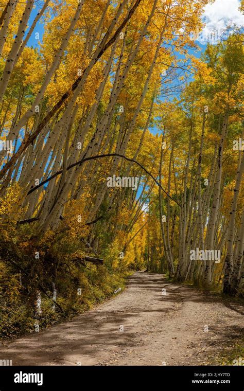 Autumn Colors Along Last Dollar Road Telluride Colorado Stock Photo