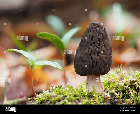 Black Morel With Maple Seedlings Stock Photo Alamy