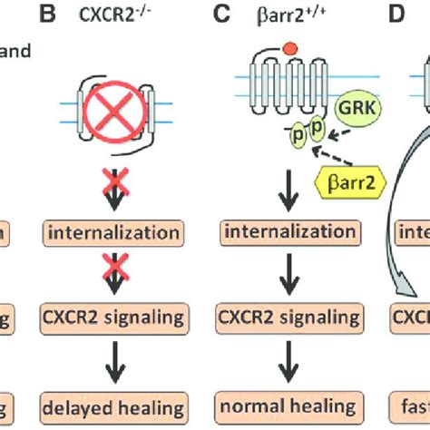 Classification Of Chemokines And Chemokine Receptors Most Chemokines