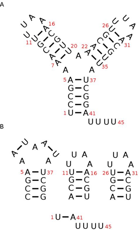 Illustration Of The Loop Elements Of An Rna A Secondary Structure Of Download Scientific