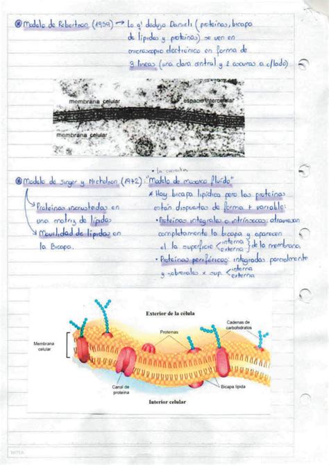 Solution Membrana Plasm Tica Studypool