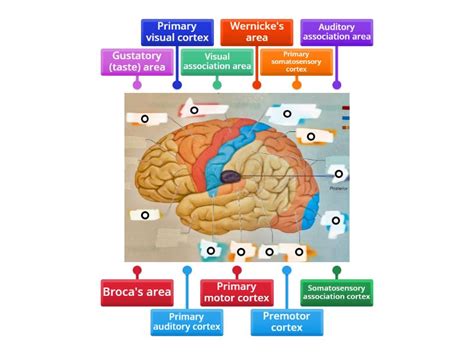 Cerebral Cortex Labelled Diagram