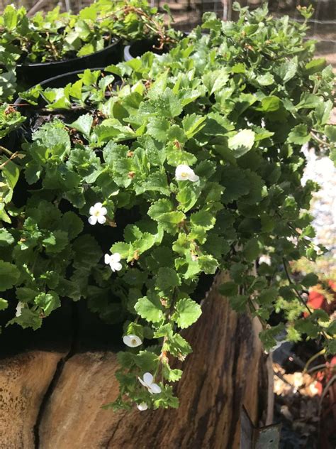 Bacopa White The Plant Cellar