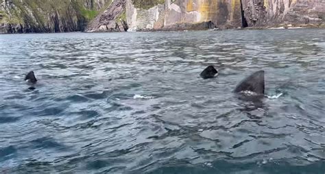 Gentle Giant Sharks Spotted Off Irish Coast In Incredible Footage As