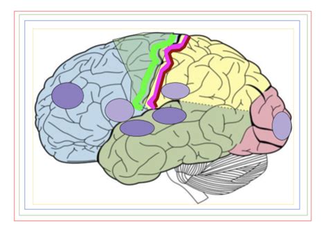 Neuro Quiz Neuroanatomy P Diagram Quizlet