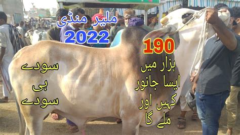 Malir Mandi Rates Update Bakra Eid Malirmandi Cowmandipk