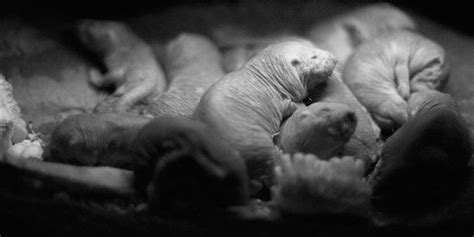 Naked Mole Rats Evolved To Feel Less Pain The Scientist