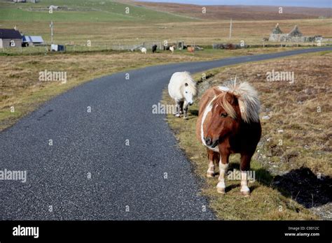 Shetlands Pony Hi Res Stock Photography And Images Alamy