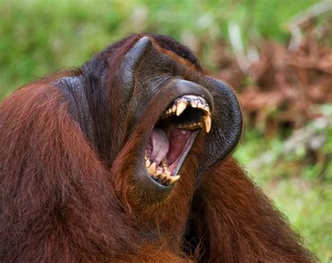 Orangutan laughing Stock Photos, Royalty Free Orangutan laughing Images ...