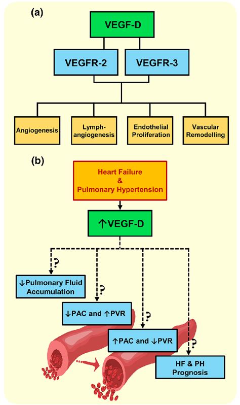 Illustration Of Vascular Endothelial Growth Factor D Physiological Download Scientific Diagram