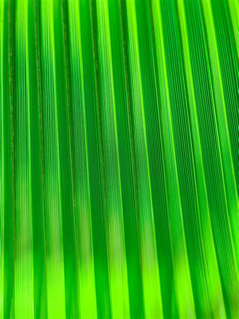 Palm Tree Leaf Detail Free Stock Photo Public Domain Pictures