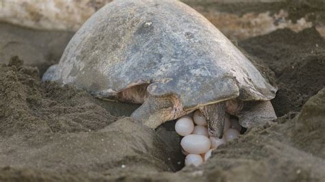 Green Sea Turtle Nesting Tour - Welcome to Arenas Brasilito located in ...