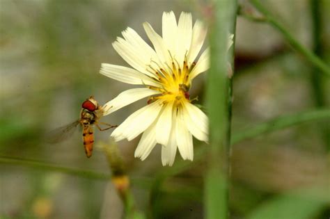 Episyrphus Balteatus Marmelade Hoverfly Display Full Image