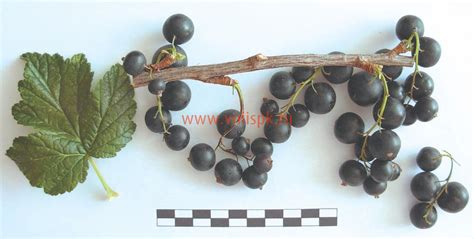 Смородина черная, Сорт Сеянец Голубки - ФГБНУ ВНИИСПК