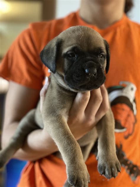English Mastiff Puppies For Sale Rochester Ny 343311