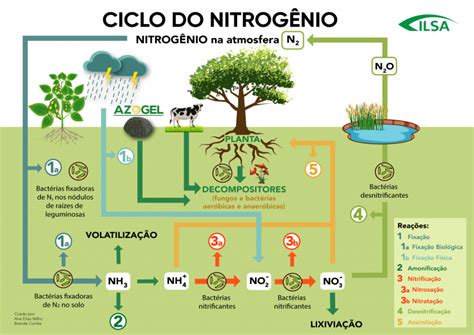 Ciclo Do Nitrog Nio E Suas Rea Es Ilsa Ciclo Do Nitrogenio Mapas