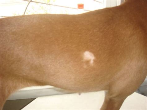 Как и чем лечить лишай у собаки: симптомы, фото, рекомендации владельцу ...