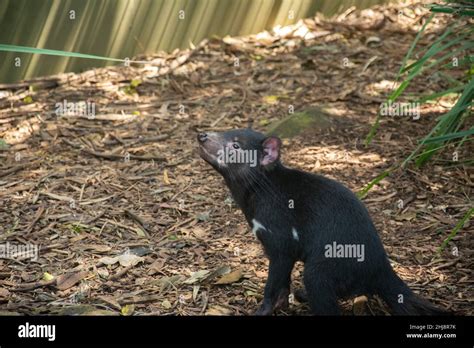 Tasmanian Devil Sarcophilus Harrisii With White Markings In Australia