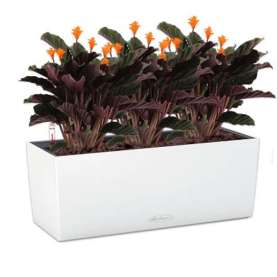 Калатеи Кроката Кандела в кашпо Lechuza Balconera Color 50 белый Высота ...