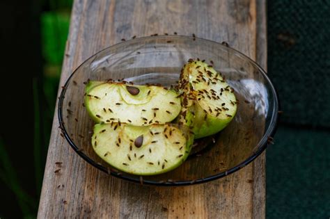 Как бороться с мошками на кухне - полезные советы — УНИАН